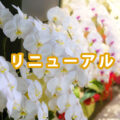 リニューアル情報